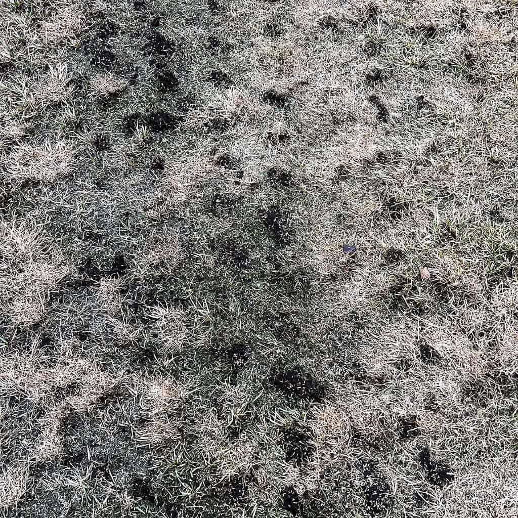 Luftad gräsmatta med hålpipor