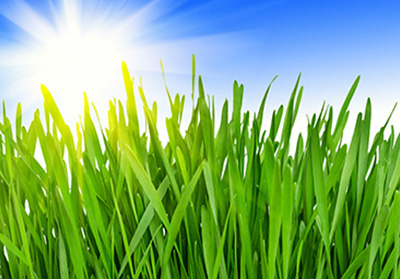 Sol över en frisk gödslad gräsmatta