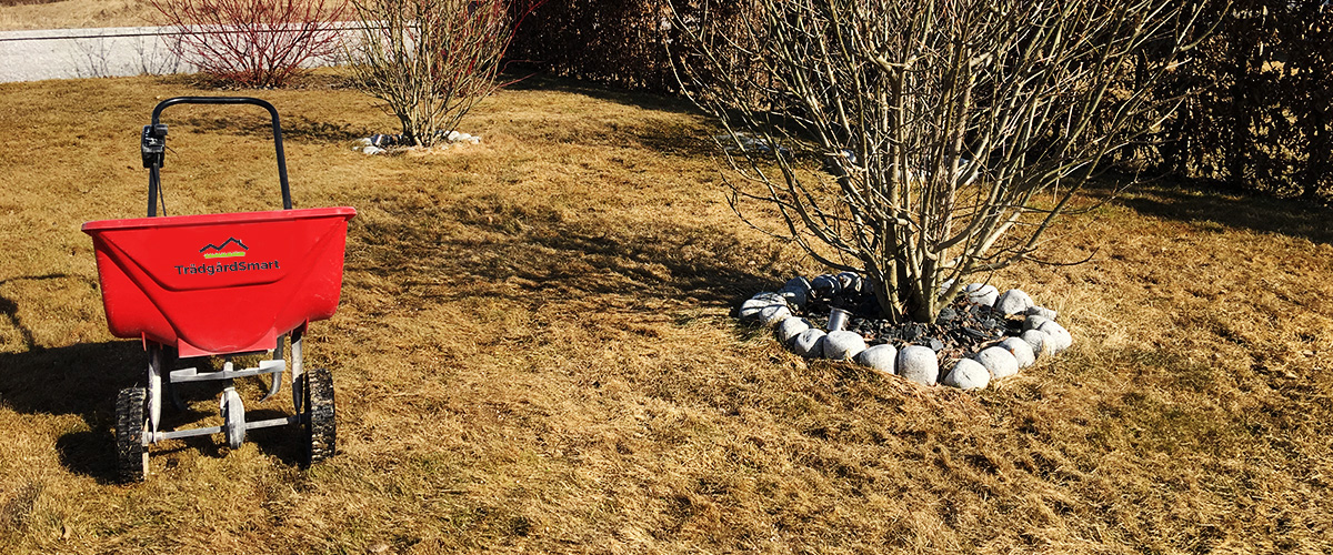 Gödsla gräsmattan på våren med en spridarvagn