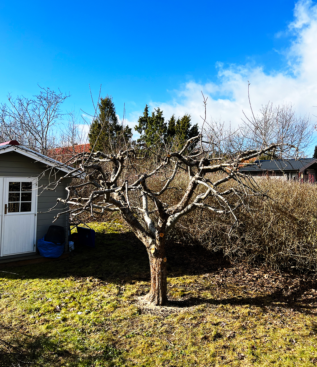Efter trädbeskärning av fruktträd Bälinge Uppsala