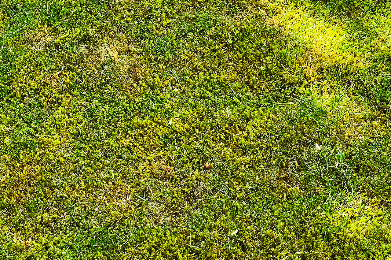 Mossa ett av fem vanliga problem med gräsmattan