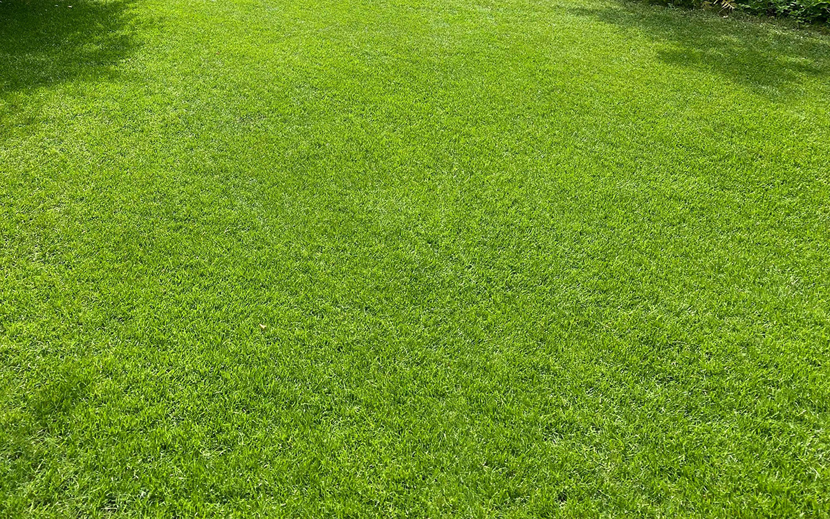 Ogräsbekämpad gräsmatta fri från ogräs