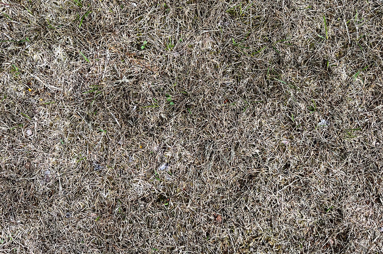Torra gula fläckar ett av fem vanliga problem med gräsmattan