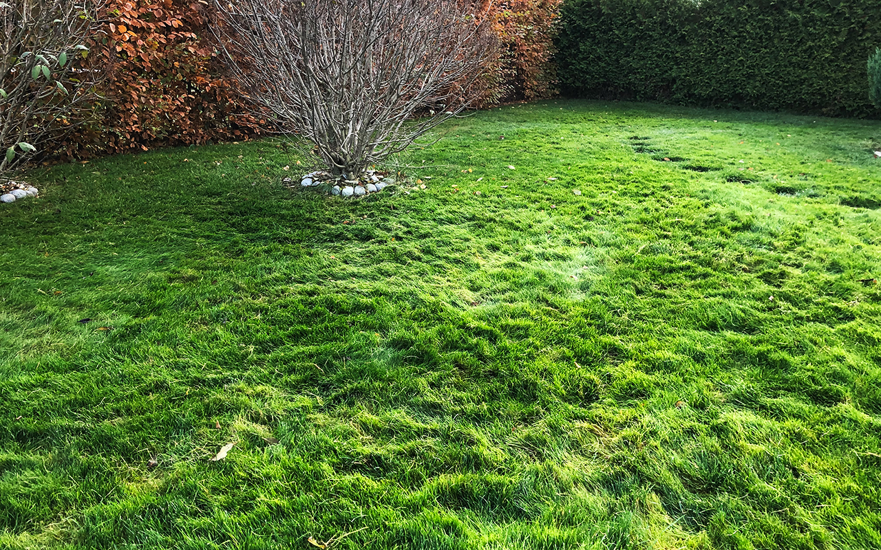 Förbereda gräsmattan inför vintern genom att klippa gräsmattan en sista gång innan vintern
