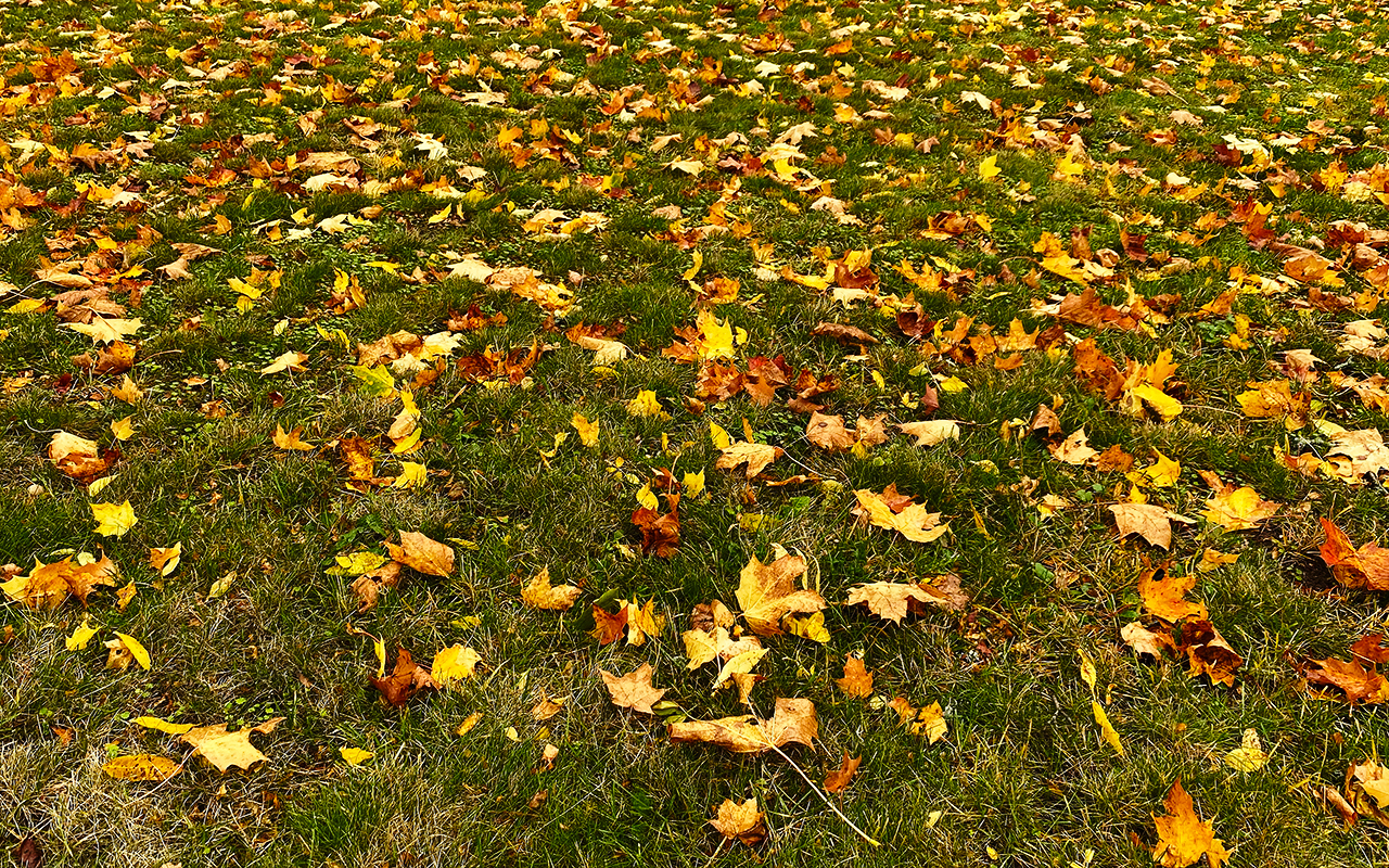 Förbereda gräsmattan inför vintern genom att ta bort löv