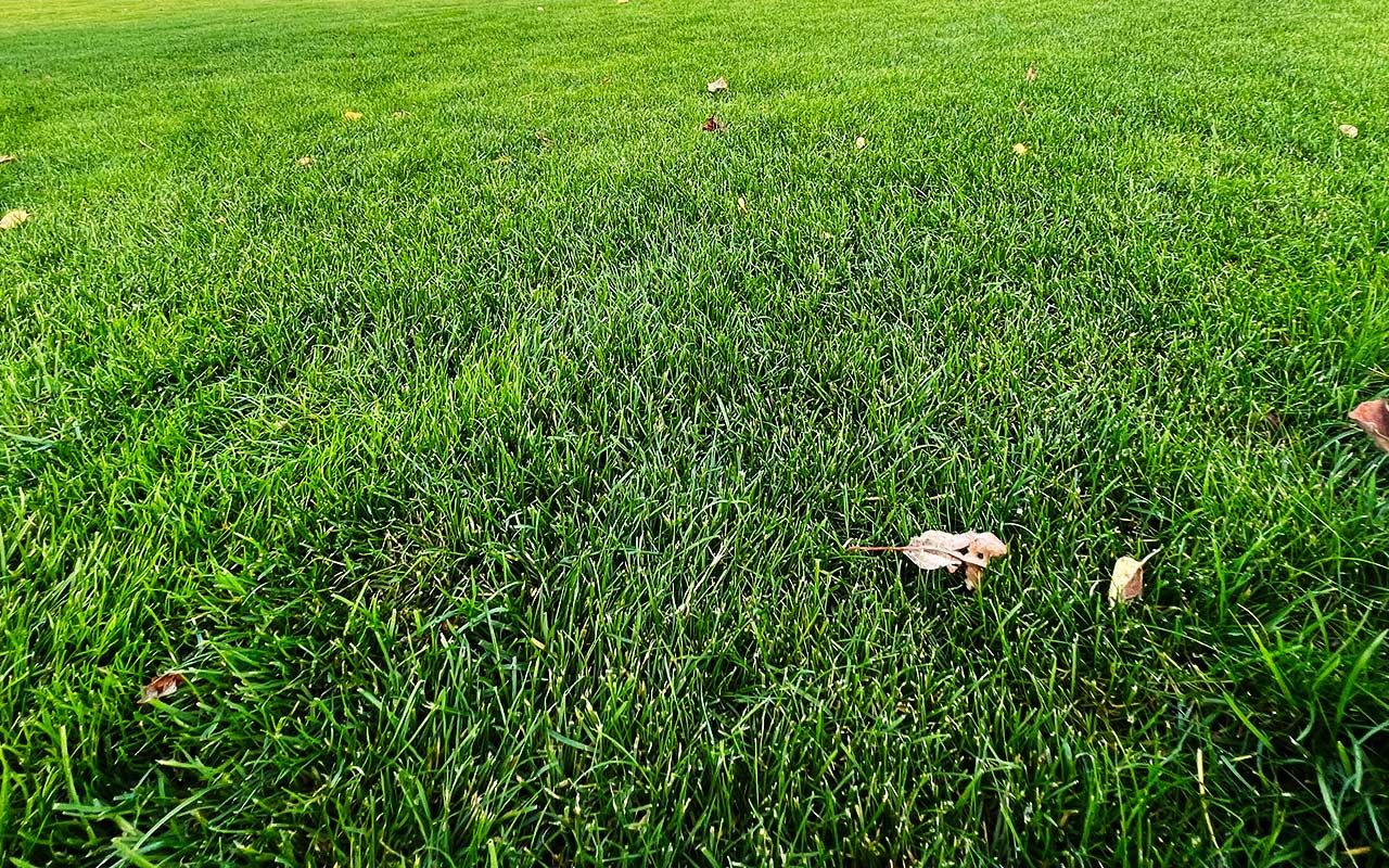Höstgödsla gräsmattan ett par gånger innan vintern