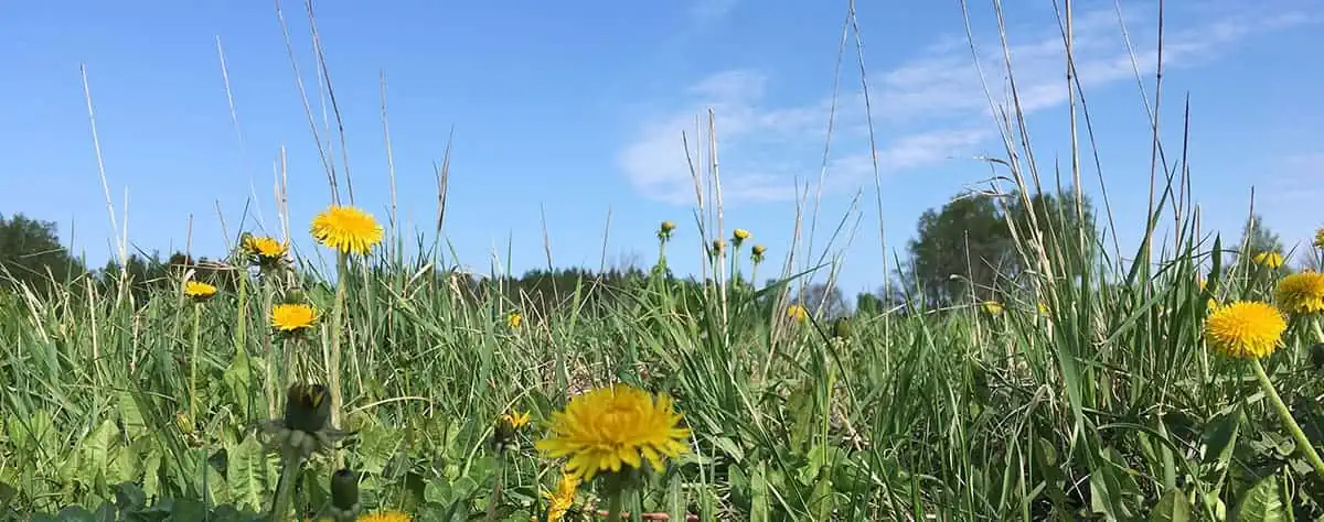 Bli av med ogräs - ta bort ogräs