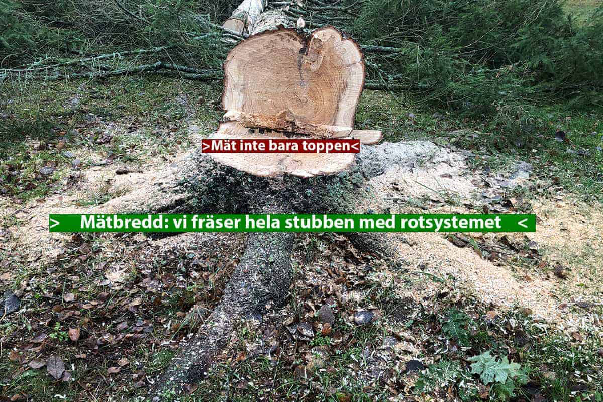 Pris för stubbfräsningen påverkas av stubbens bredd