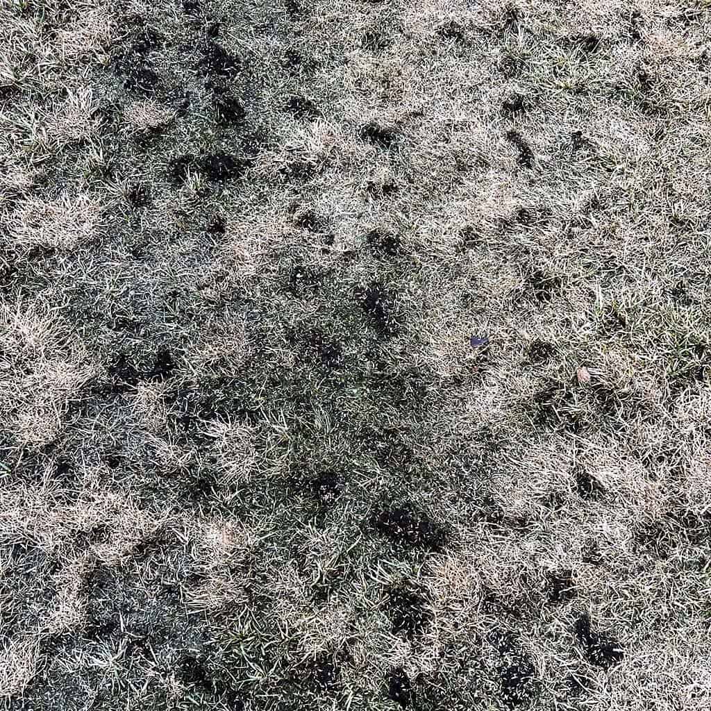 Hur du luftar en gräsmatta. Luftad gräsmatta med hålpipor