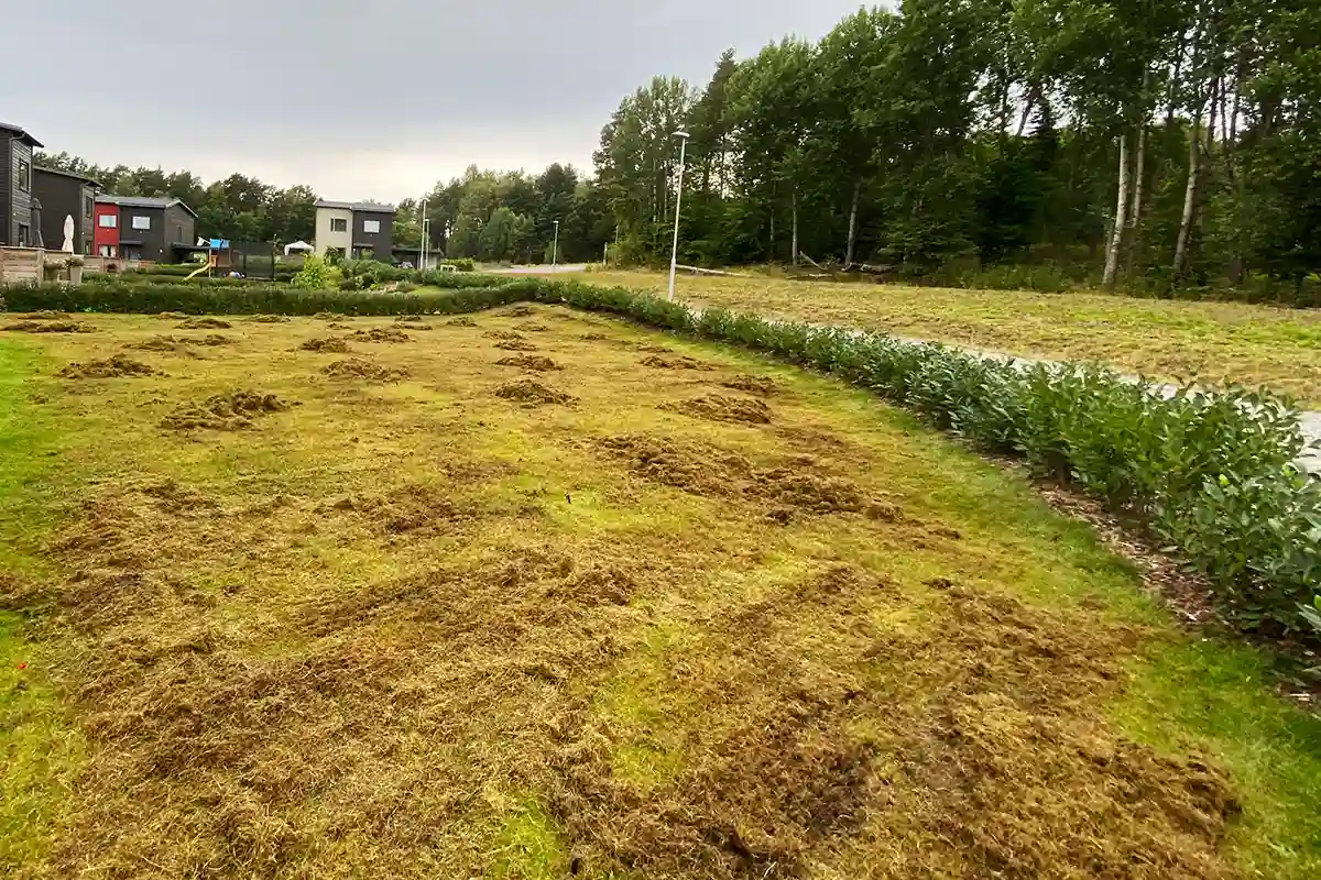 Före renovering av gräsmatta