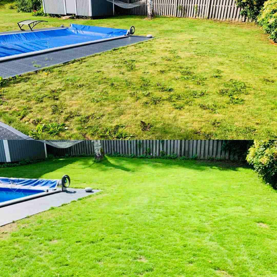 Före efter renovering av gräsmatta
