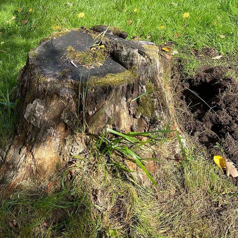 Få bort stubbar och rötter på egen hand
