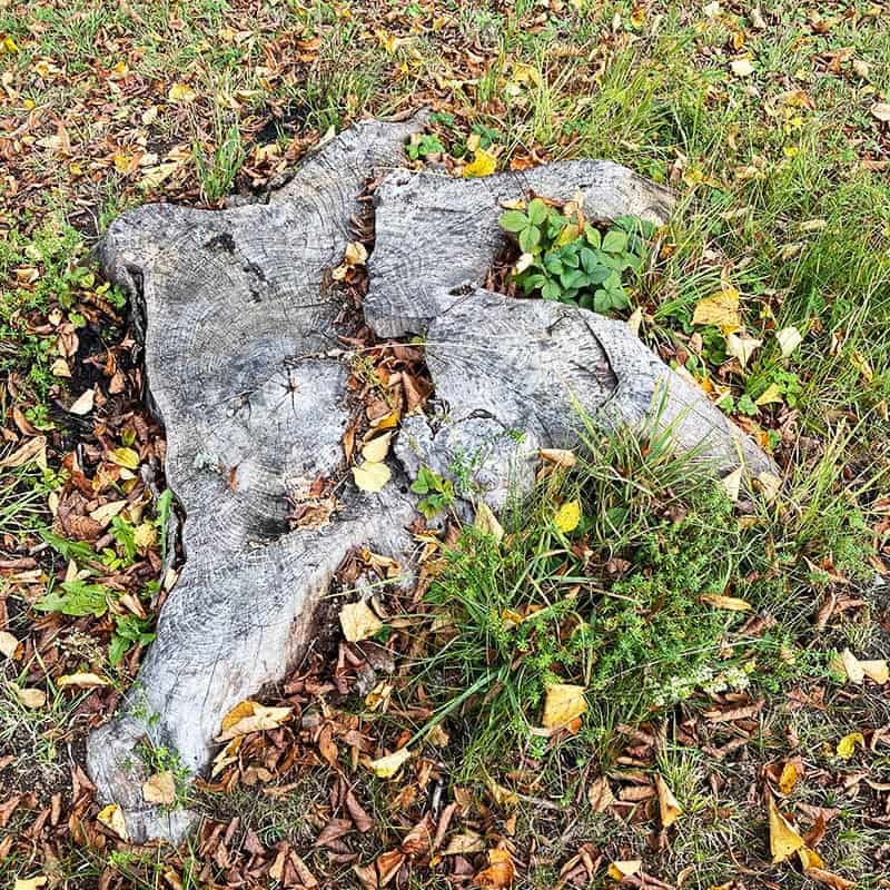 Få bort stubbar och rötter på egen hand