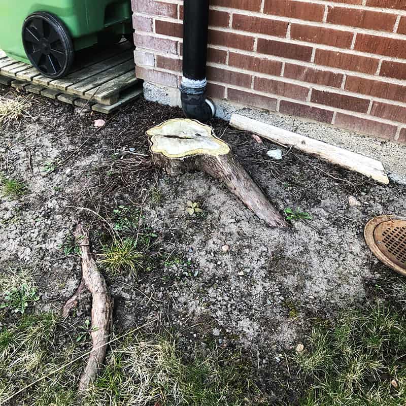 Stubbfräsning av en svåråtkomlig stubbe intill husfasad.
