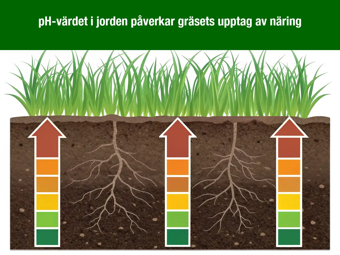 Illustration av pH-värdet i jorden påverkar gräsets näringsupptag.