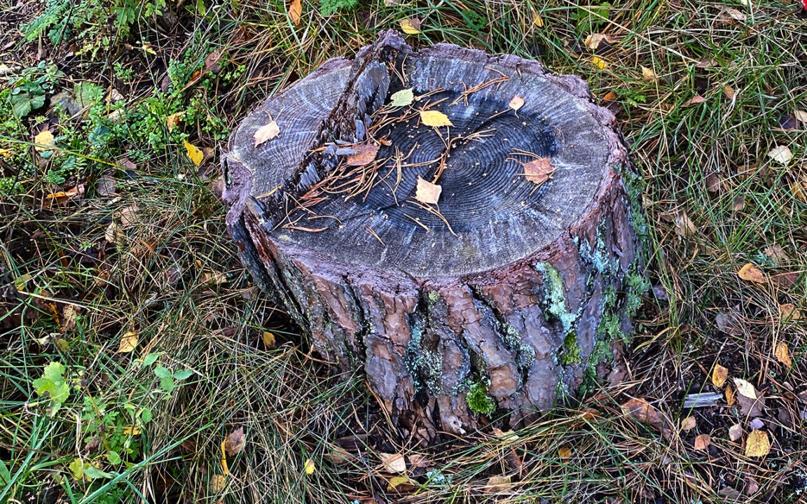 Olika sätt att döda stubbar