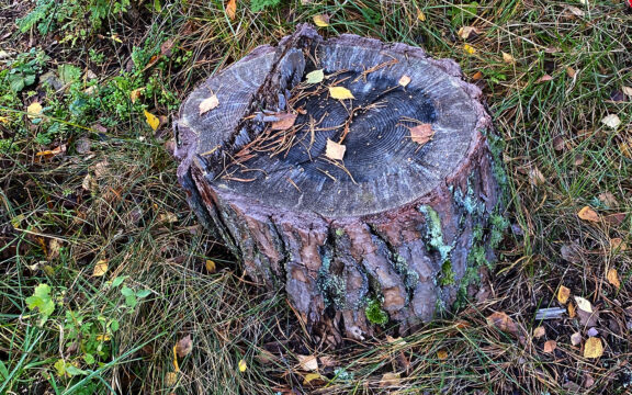 Olika sätt att döda stubbar - Vilket är effektivt?