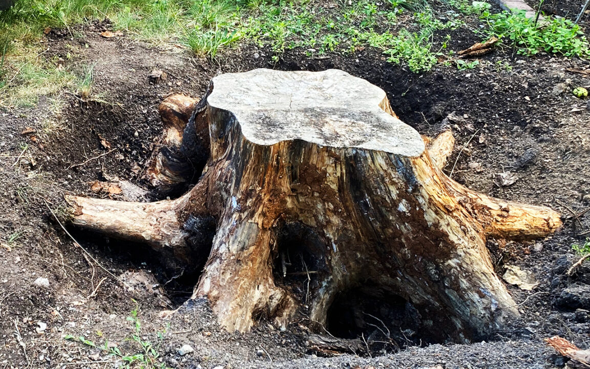 Utgrävd stubbe för att ta bort stubben med kaliumnitrat eller tigersåg