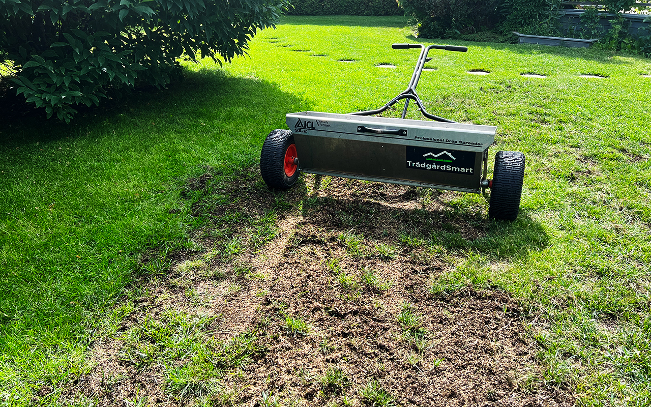 Reparera gräsmatta: Eliminera torra och kala fläckar med oss