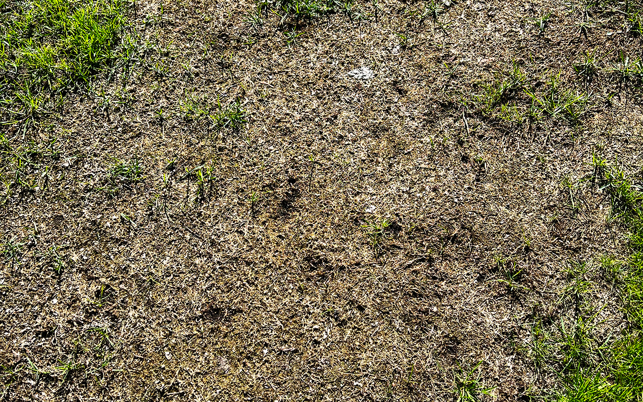 Skador i gräsmattan? Få tips och råd om hur du löser skadan