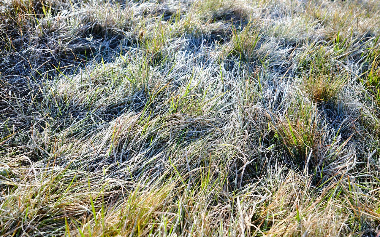 Klipp grasmattan innan det slutar växa på hösten och låt det inte bli för högt