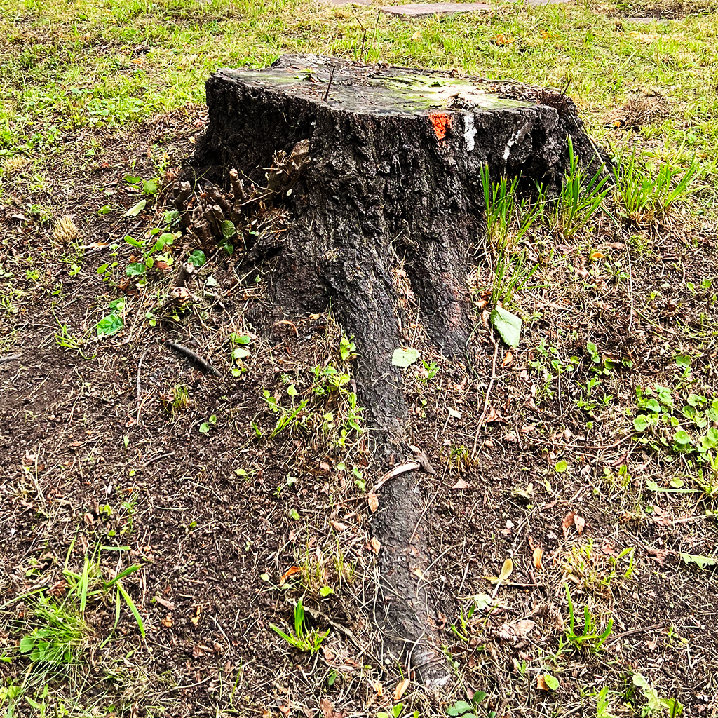 En stubbe efter ett nedfällt träd.