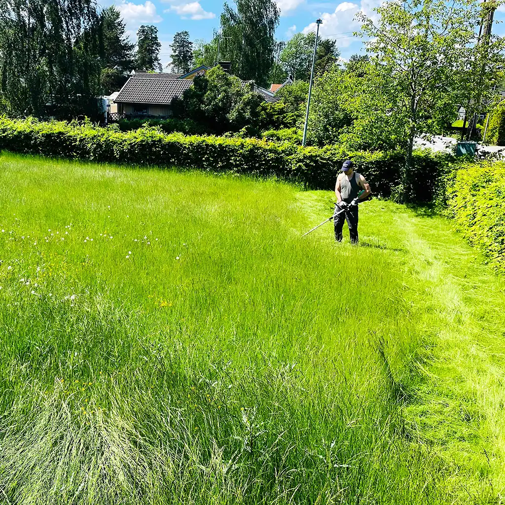 Gräsklippning innan vår gräsmatterenovering