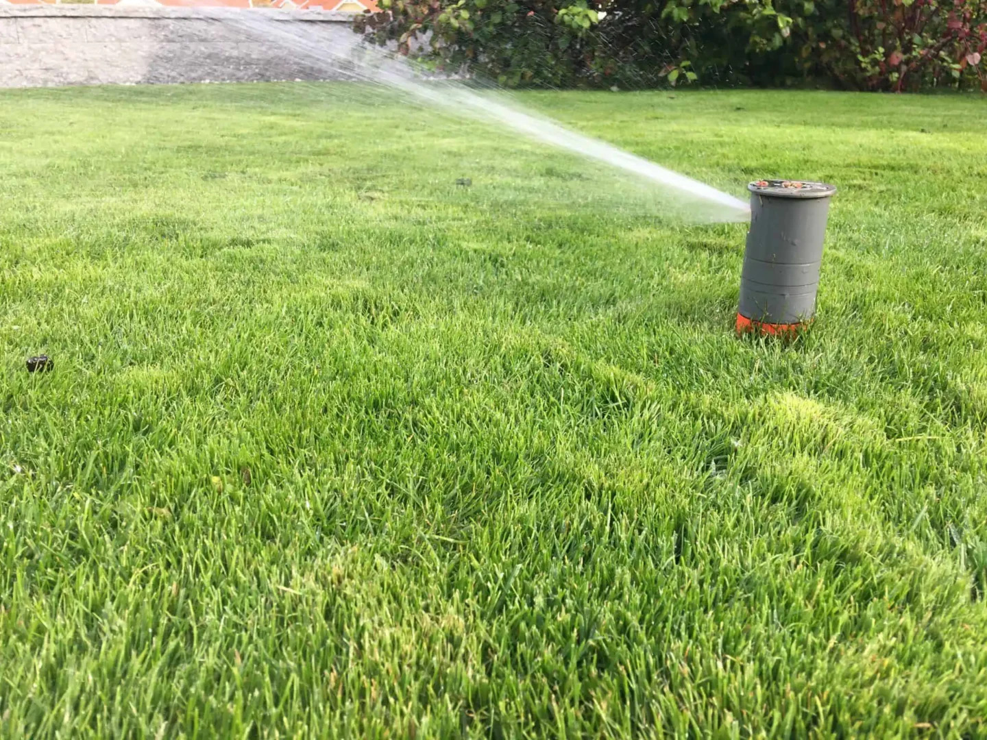Bevattning av gräsmattan efter gräsmatterenovering