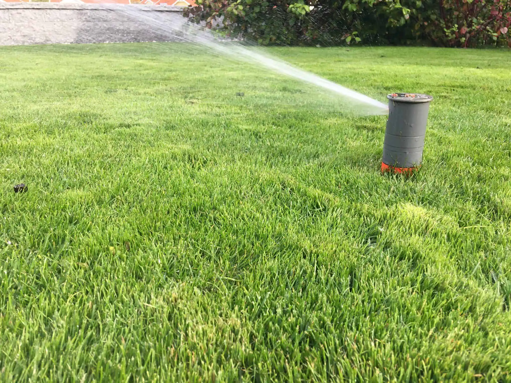 Bevattning av gräsmattan efter gräsmatterenovering