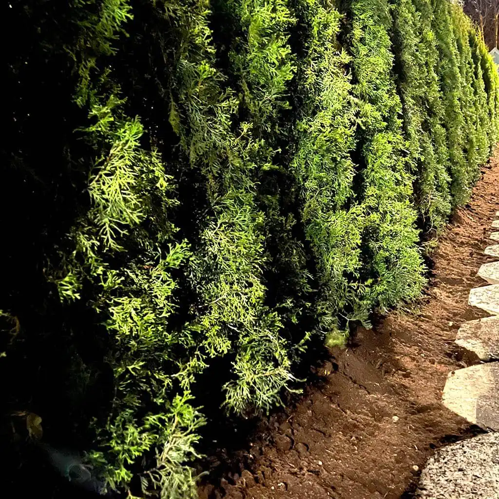 Nyplantering av häck efter häckfräsning