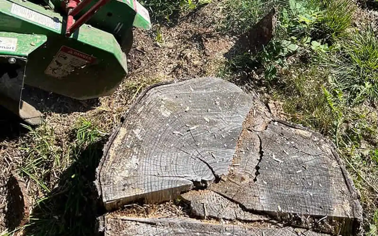 Stubbe före stubbfräsningen