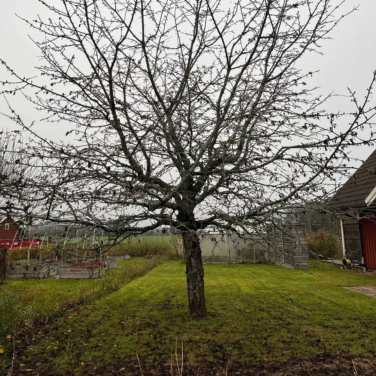 Fruktträd före trädbeskärning