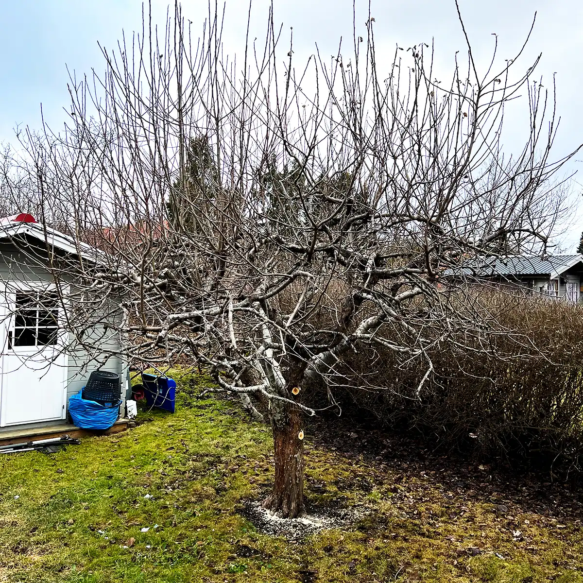 Fruktträd före trädbeskärning