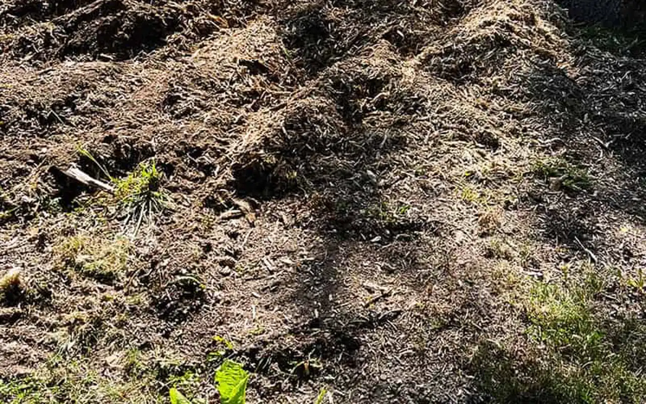 Träflis efter stubbfräsningen