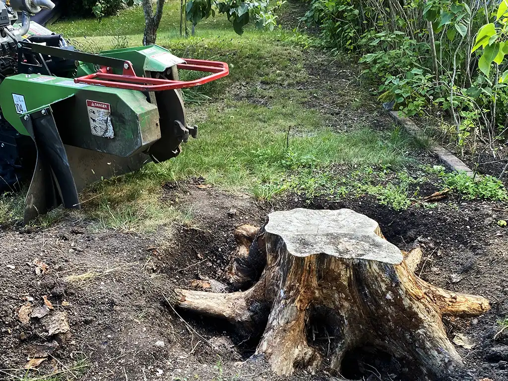 Stubbfräsning av en frilagd stubbe.