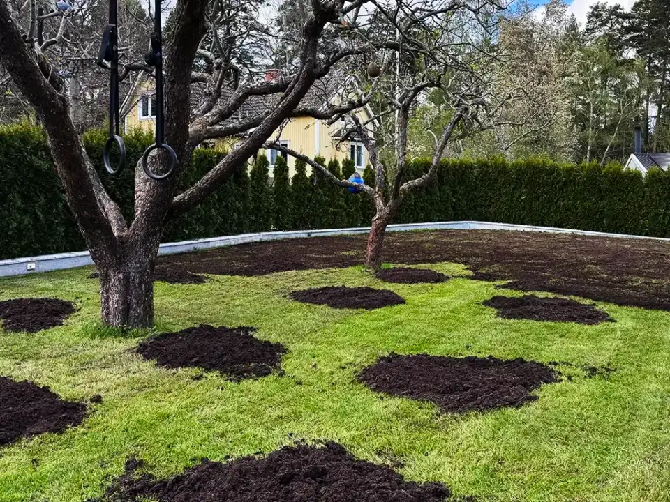 Toppdressad gräsmata i Stockholm
