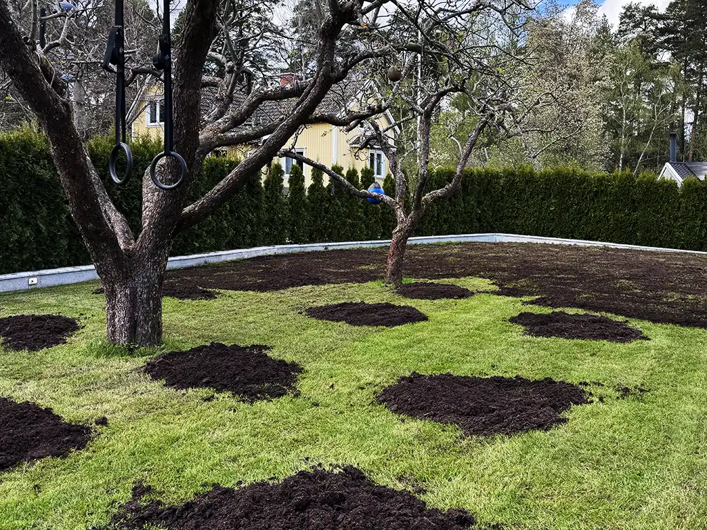 Toppdressad gräsmata i Stockholm